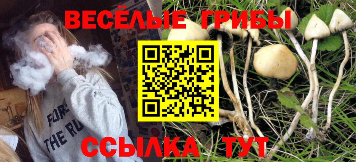 Галлюциногенные грибы Psilocybe Минеральные Воды